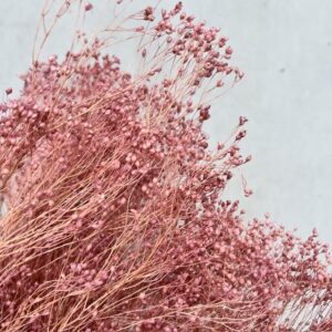 Broom Bloom Poederroze