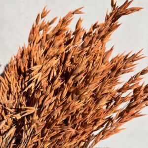 Avena Frosted Orange