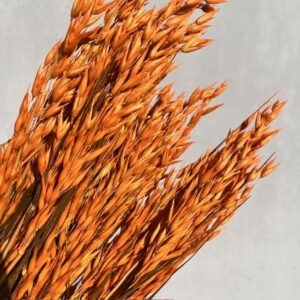 Avena terracotta Orange