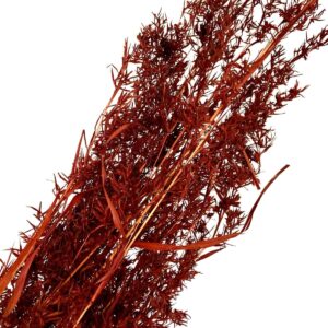 Alfonso Grass Bordeaux Bruin