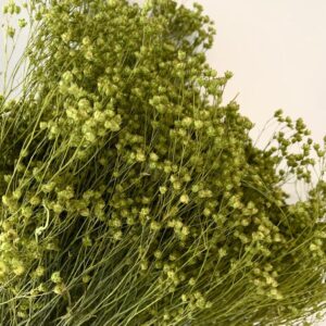 Broom Bloom Mosgroen