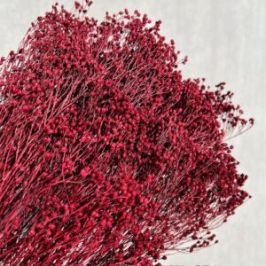 Broom Bloom Bordeaux