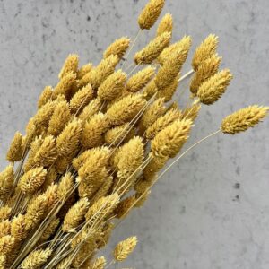 Graan Frosted Yellow